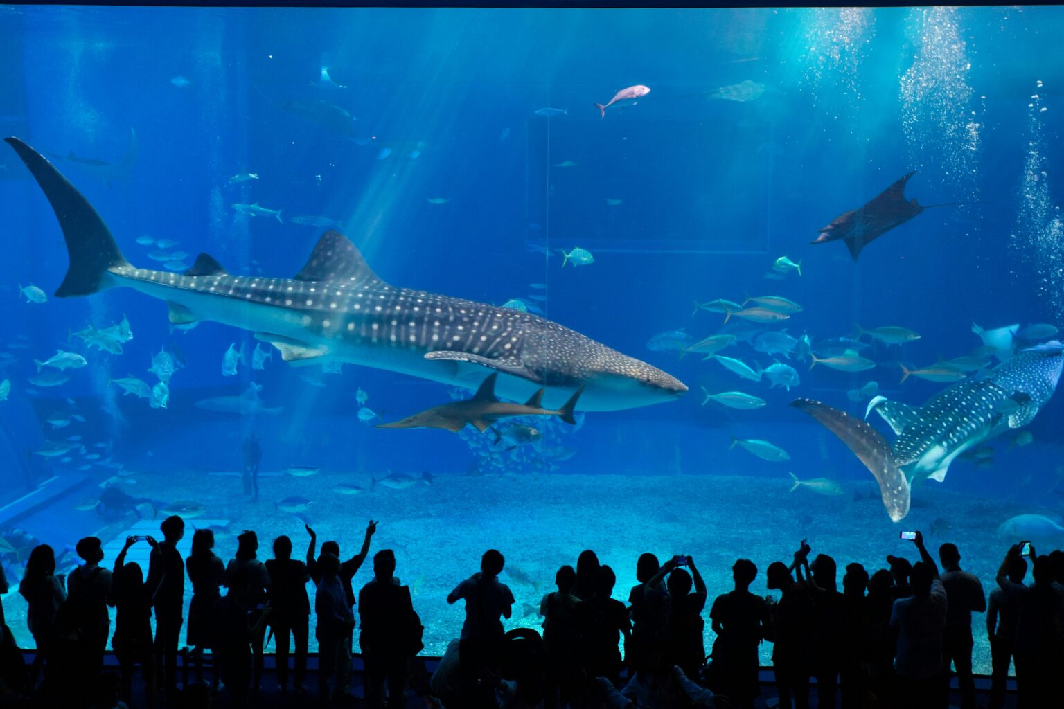 A vibrant image of the Dubai Mall Aquarium, showcasing a diverse array of colorful fish and marine creatures swimming in a massive tank, with visitors admiring the view from behind a glass panel.