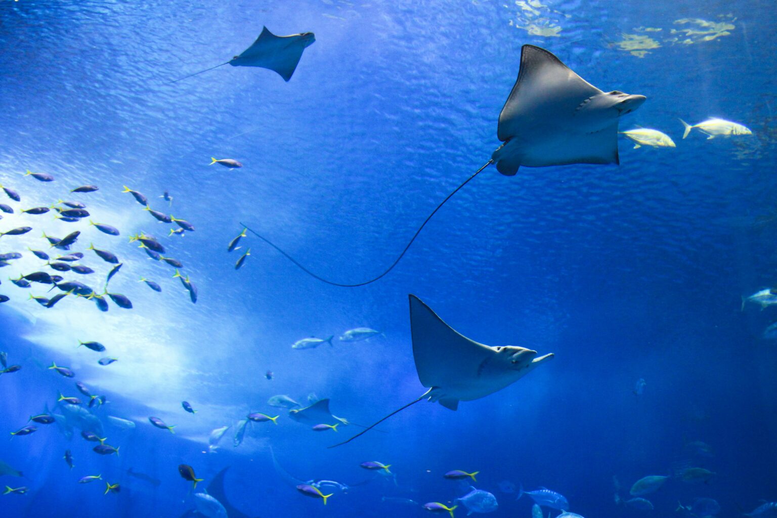 A vibrant image of the Dubai Mall Aquarium, showcasing a diverse array of colorful fish and marine creatures swimming in a massive tank, with visitors admiring the view from behind a glass panel.