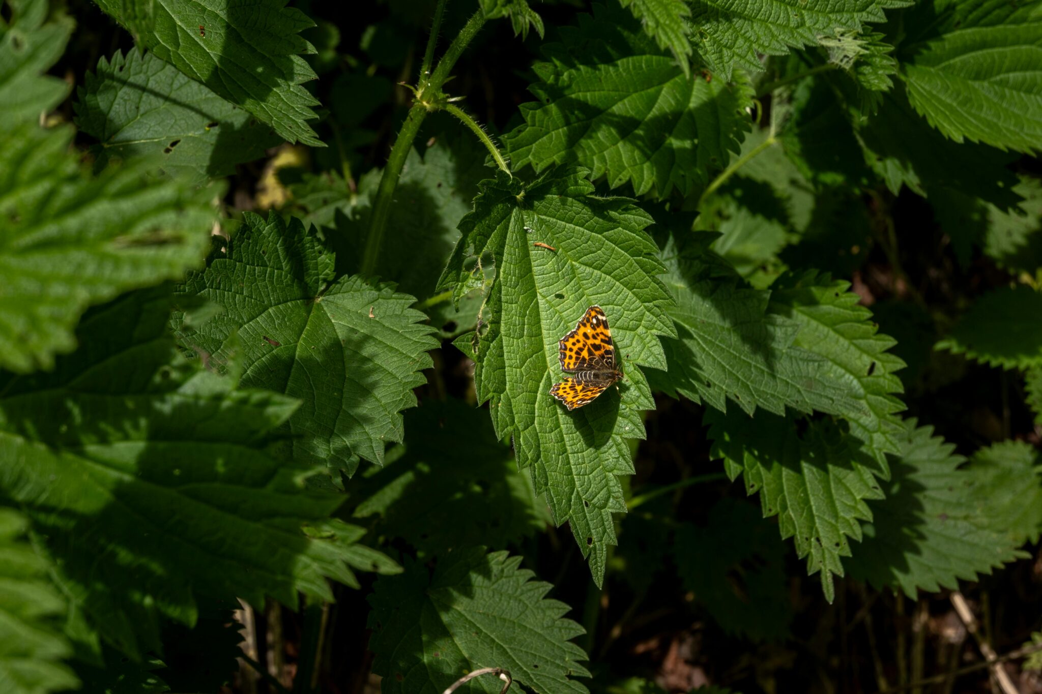 Don’t Forget Insect Repellent